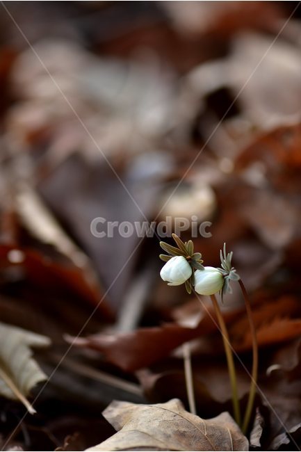 변산바람꽃,2018년,2월,야생화,꽃,생태,식물,자연,들꽃,산꽃,봄,감성,힐링,플라워,계절,시즌,wild,Flower,plants,nature,spring,season,배경,나무,목본,풀,초본,미나리아재비과,너도바람꽃속,flower,생태사진,봄꽃,거제도,봄,계절,spring,season,식물,자연,plants,nature,꽃,flower,plant