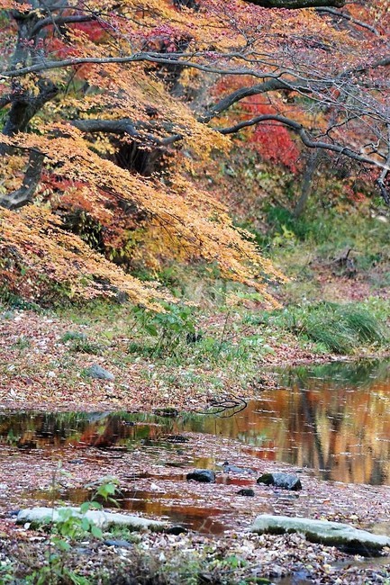가을,단풍잎,나무,자연,계절,풍경,낙엽,nature,autumn,season,고창,선운사,시냇물,노란색,붉은색,가을,계절,fall,autumn,season,자연,풍경,nature,landscape,water,물,outdoors,옥외,land,땅,plant,식물,tree