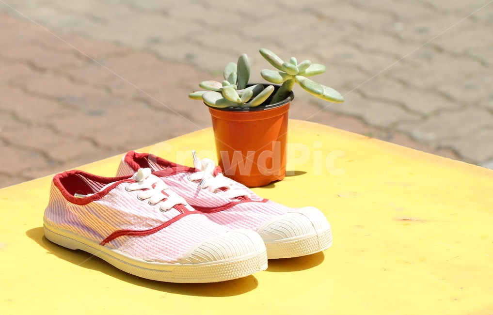 깨끗함,세탁,운동화,깨끗하다,선인장,화분,운동화세탁,배경,감성,신발류,clean,cactus,flowerpots,sneakers,background,sensibility,shoes,footwear