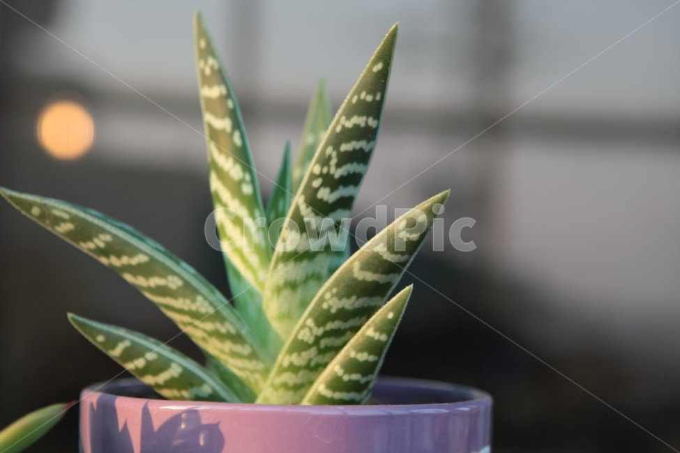 다육이의저녁,아내의다육이,취미,창밖의저녁,시골생활,식물,자연,plants,nature,실내용화초,화분,화초,house plant
