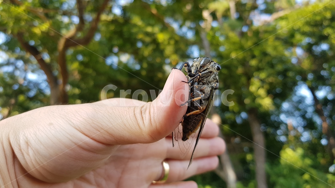 매미,매미유충,여름,매미채집,매미얼굴,동물,animal,곤충,벌레,insect,bug,사람,인물,인간,human,person,신체일부,몸,body