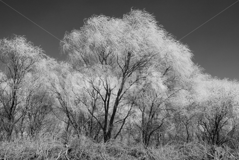 nature,자연,outdoors,옥외,tree,나무,한강고수부지,적외선,적외선카메라,적외선사진,infrared,적외선필터,흑백,흑백사진,흑백,모노톤,monochrome,black and white