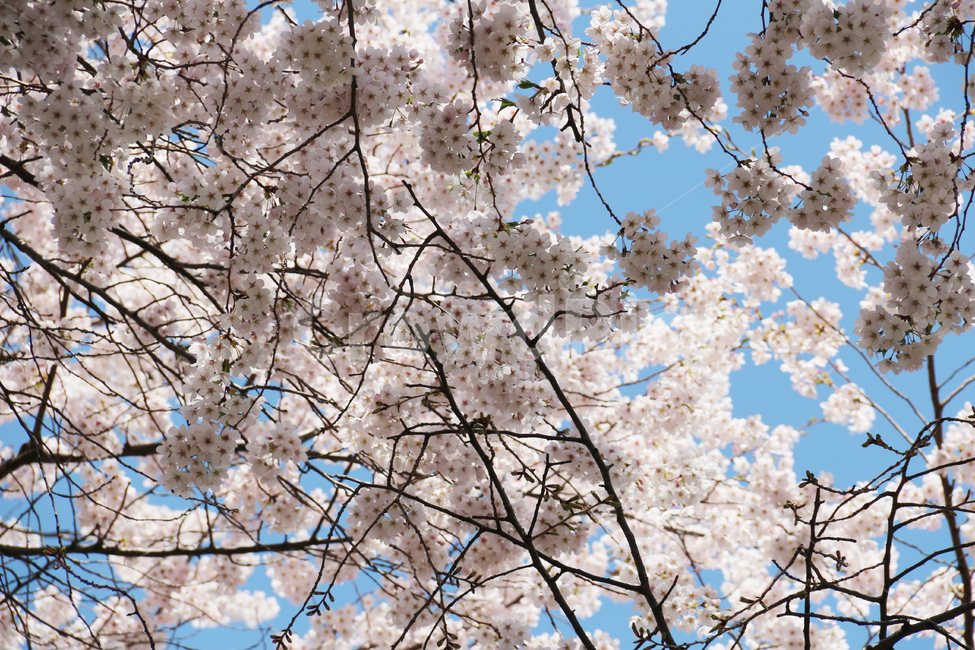 사쿠라,cherryblossom,봄,꽃,봄꽃,벚꽃