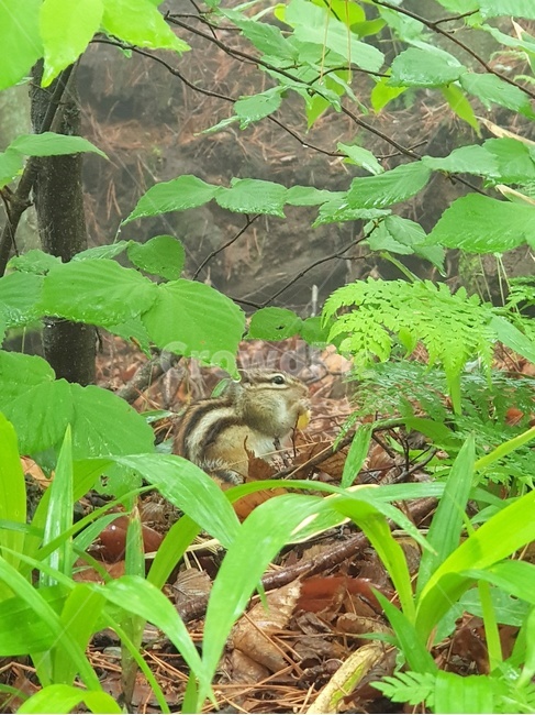 다람쥐,자연,숲속,산,먹이활동,동물,animal,포유류,mammal