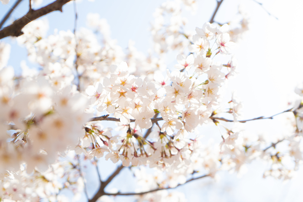벚꽃,꽃,봄,핑크,분홍,나무,plant,식물,cherryblossom,blossom,flower,따뜻,따뜻한,벚꽃축제