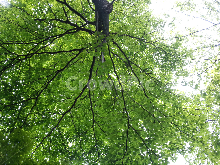 독산동,나무,사진,판매,공원에서,식물,자연,plants,nature,나무,trees,wood