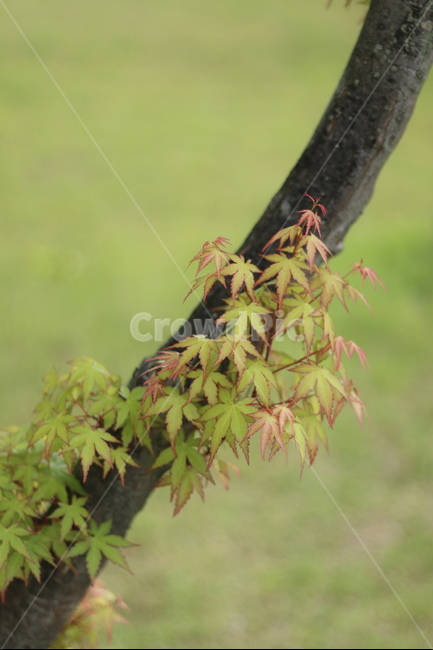 단풍,연두,봄,햇빛,새순,식물,자연,plants,nature,나무,trees,wood