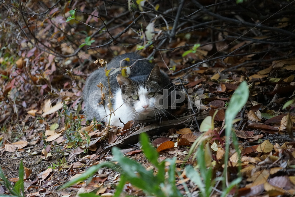 고양이,동물,포유류,길냥이,cat,animal,pet,동물,animal,포유류,mammal,고양이,cat,kitten,kitty