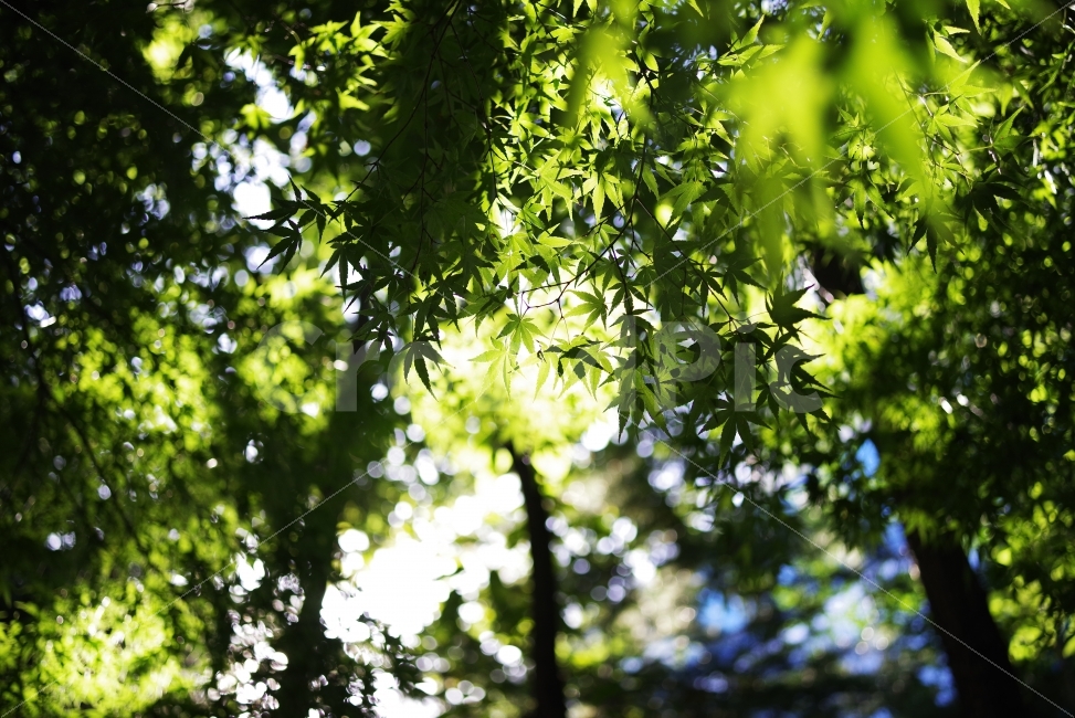 단풍,단풍잎,나뭇잎,잎사귀,식물,자연,생명,초록,녹색,배경화면,바탕화면,maple,leaf,mapleleaf,mapletree,autumn,fall,green,life,nature,natural,beauty,beautiful,wood,plant,식물,자연,plants,nature,휴식,힐링,rest,relaxation,healing