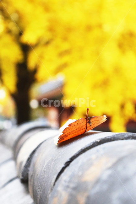 낙엽,은행나무,기와,담장,가을,감성,가을,계절,fall,autumn,season,animal,동물,invertebrate,무척추 동물,insect,곤충