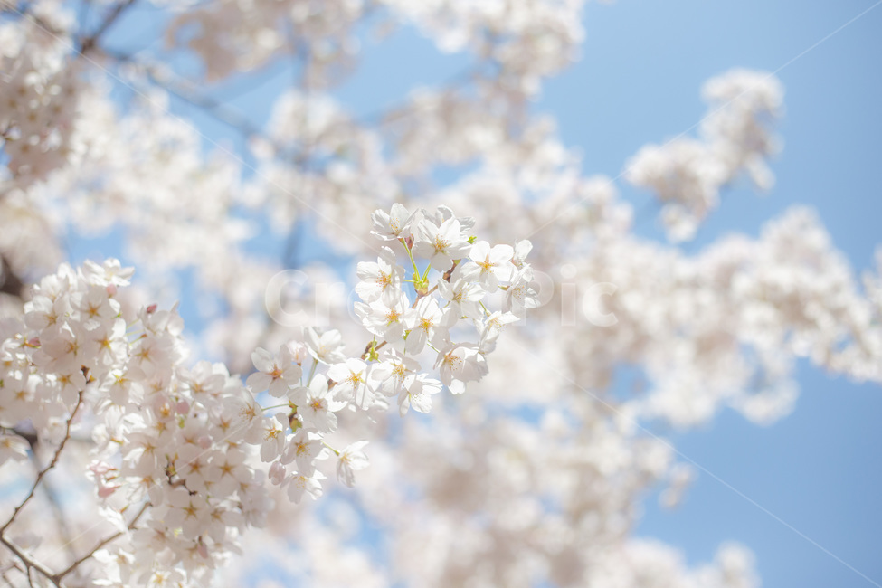 벚꽃,꽃,봄꽃,봄,하늘,봄,계절,spring,season,plant,식물,blossom,flower
