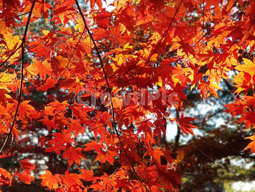 단풍,단풍나무,청남대단풍,가을단풍,단풍잎,가을,낙엽,단풍낙엽,빨간단풍,노란단풍,가을,계절,fall,autumn,season,식물,자연,plants,nature,나무,trees,wood,leaf,잎,plant,tree,maple