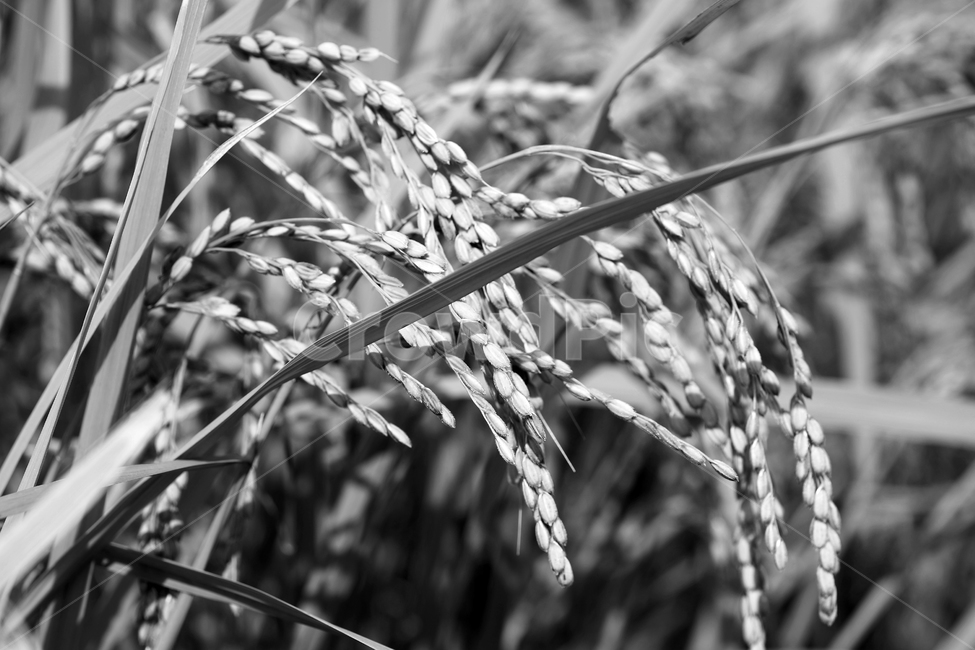 벼,쌀,곡식,주식,결실,이삭,벼이삭,논,농업,가을,흑백,흑백,모노톤,monochrome,black and white,산업,industry,industrial,농업,농사,agriculture,farming,farming industry
