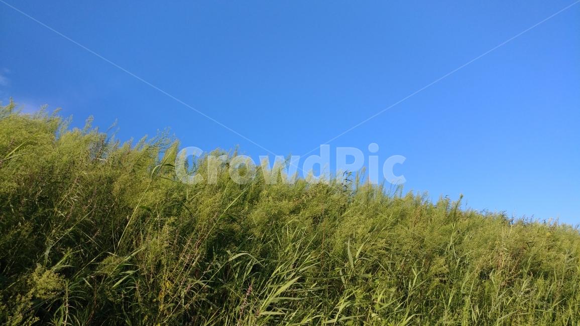 들판,하늘,풀,자연,식물,언덕,바람,풀밭,배경,field,sky,plants,plant,nature,자연,풍경,nature,landscape,grass,잔디