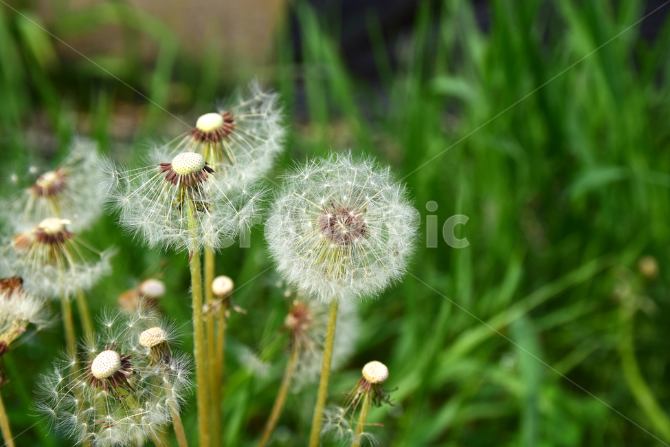 민들레,민들레홀씨,홀씨,감성사진,식물,자연,감성,꽃,plant,flower,nature,힌색,솜털,줄기