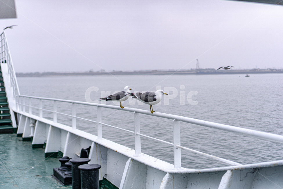 갈매기,새,bird,seagull,sea,바다,새떼,seagulls,animal,동물,flying