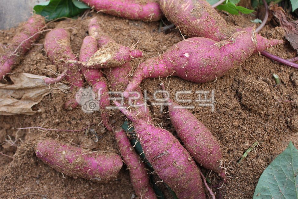 고구마,농사,작물,생산,밤고구마,흙,고구마밭,밭,자연,농촌,뿌리,농산물,sweetpotato,farm