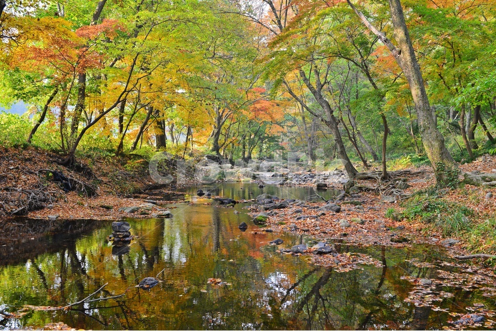 water,물,nature,자연,outdoors,옥외,tree,나무,plant,식물,leaf,잎,treetrunk,나무줄기,maple,단풍,고창,선운사,선운사가을,도솔천,도솔천가을,추색,만추,가을,계절,단풍잎,낙옆,반영