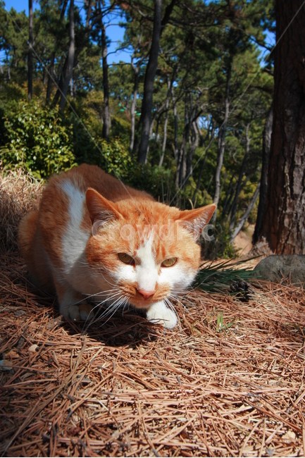 고양이,부산,해운대,숲,눈빛