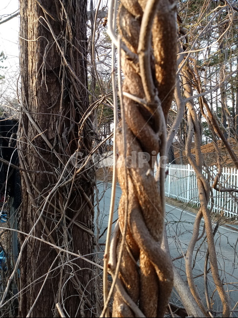식물,나무,넝쿨식물,plant,tree,식물,자연,plants,nature