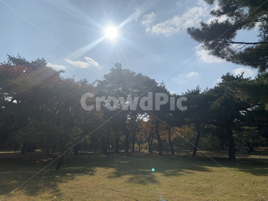 human,인간,person,사람,식물,나무,자연,정원,plant,풍경,산책로,산책길,tree,road,light,빛