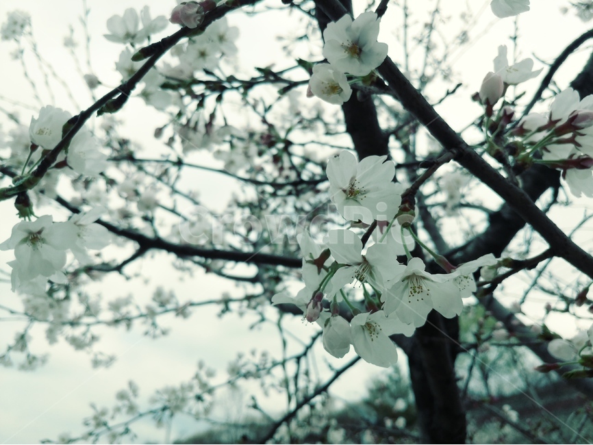 봄,벗꽃,나무,꽃길,분홍,전선,하늘,길,선,꽃,가지,봄,계절,spring,season,식물,자연,plants,nature,꽃,flower,plant,blossom