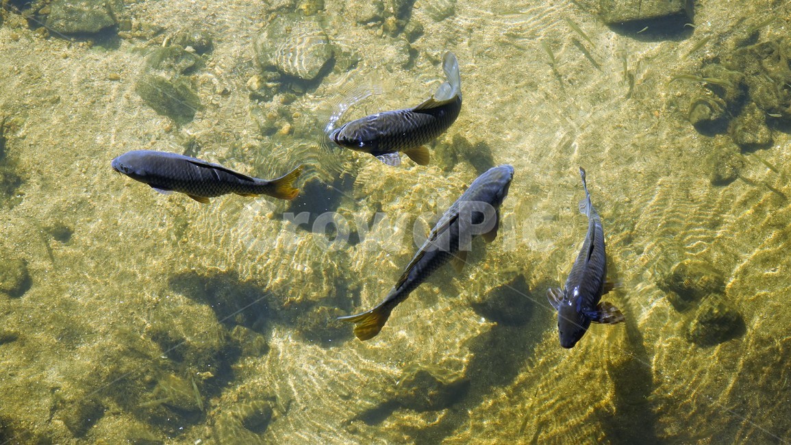 홍제천,물고기,붕어,네마리,stream,fish,동물,animal,어류,물고기,fish