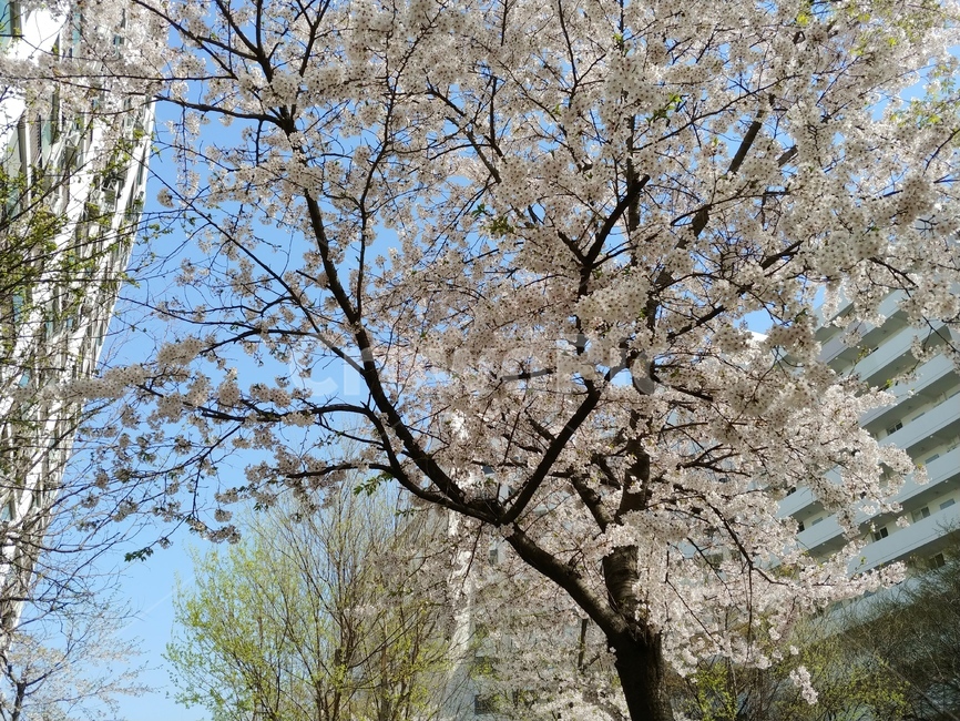 봄,벚꽃,벚나무,하늘,하얀,꽃잎,맑은,푸른