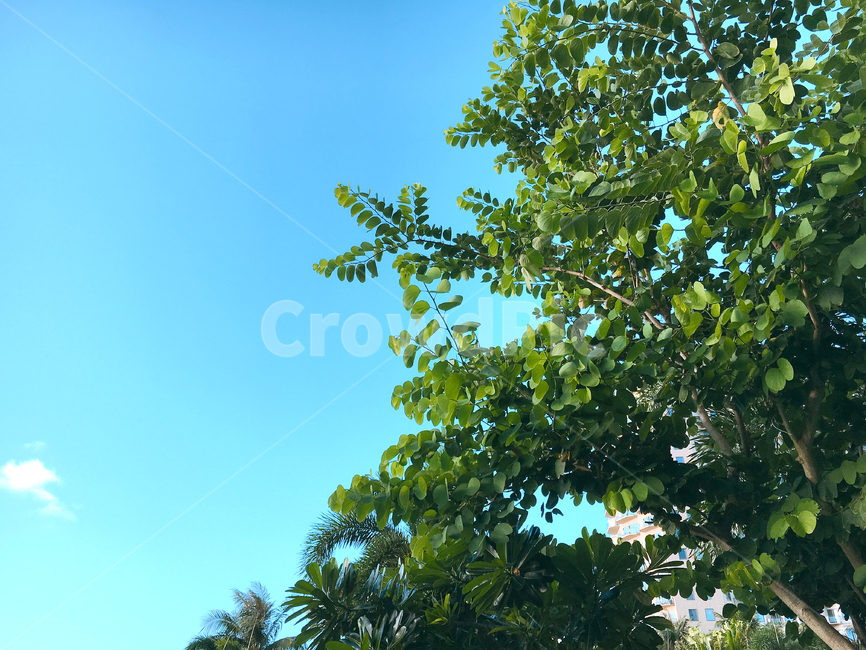 푸른하늘,하늘,초록,나무,나뭇잎,청명한,풍경,자연,sky,자연,풍경,nature,landscape,tree,plant,식물