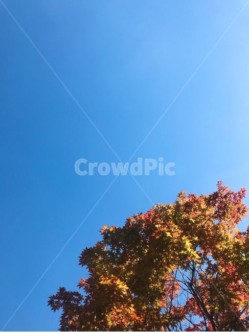 가을,나무,단풍,단풍나무,하늘,가을,계절,fall,autumn,season,식물,자연,plants,nature,나무,trees,wood,tree,plant