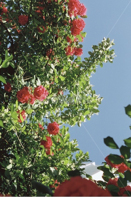 자연,감성,감성사진,장미,장미꽃,꽃,필름,필름카메라,필름사진,film,filmcamera,nature,rose,flower,plant,sensible,color,colorsensitivity,emotional,feeling