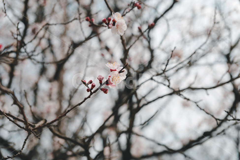 봄,벚꽃,꽃잎,flower,cheeryblossom,봄꽃