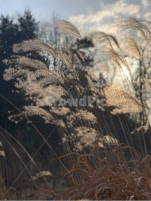 갈대,겨울,계절,햇빛,바람,하늘,빛,winter,역광,풀,자연,나뭇가지,나무,grass,잔디,plant,식물,lawn,reed