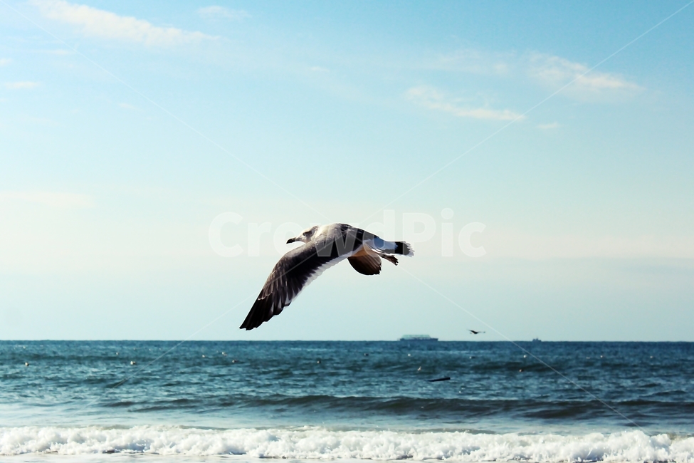 bird,새,animal,동물,seagull,갈매기,flying,나는,바다,동물,animal,조류,새,birds