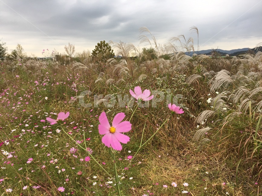 코스모스,갈대밭,꽃,산책,식물,구름,자연,plant,blossom,flower,cosmos,reed