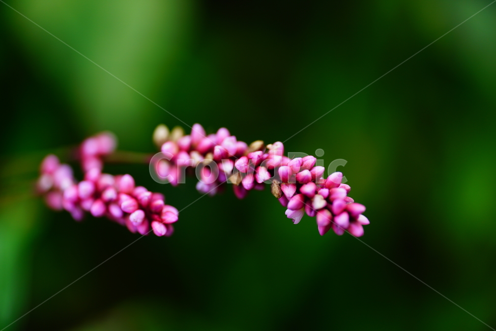 노린재,식물,자연,꽃,9월,가을,september,fall,autumn,nature,plants,tree,나무,flower,플라워,closeup,접사,매크로,마크로,macro,꽃사진,가을꽃,식물,자연,plants,nature,꽃,flower