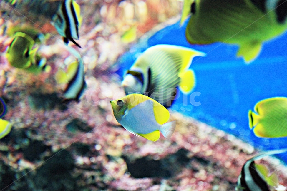 물고기,아쿠아리움,수족관,물,어패류,동물,animal,어류,물고기,fish