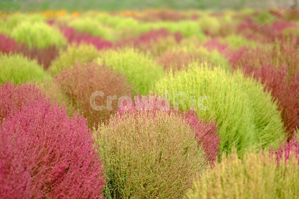 식물,코키아,댑싸리,나리공원,양주,풍경,식물,자연,plants,nature