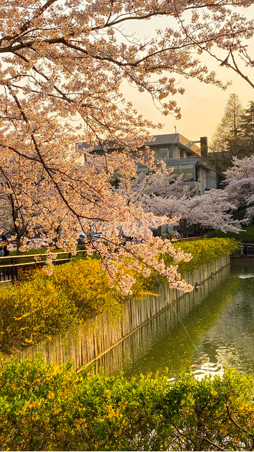 벚꽃,봄꽃,봄,blossom,flower,식물,plant,호수,cherryblossom