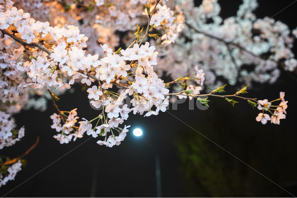 공덕,벚꽃,벚꽃길,경의선숲길,효창공원역,벚꽃나무,벚꽃축제,야경,야화,cherryblossom,blossom,nightview,봄,계절,spring,season,야경,밤,풍경,nightscape,night,landscape,식물,자연,plants,nature,꽃,flower,plant,cherry blossom