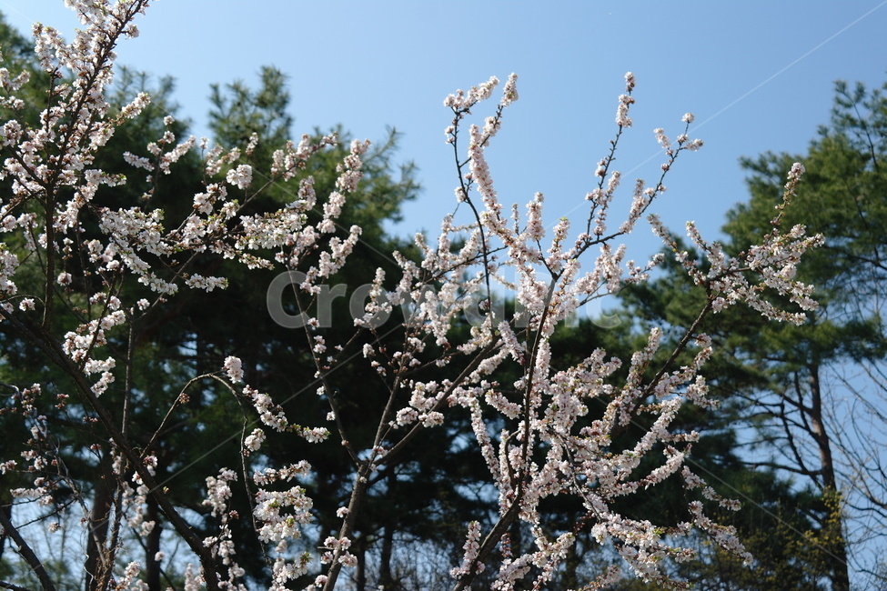 자연,풍경,꽃,하늘,풀,봄,계절,spring,season,식물,자연,plants,nature,꽃,flower,plant,blossom