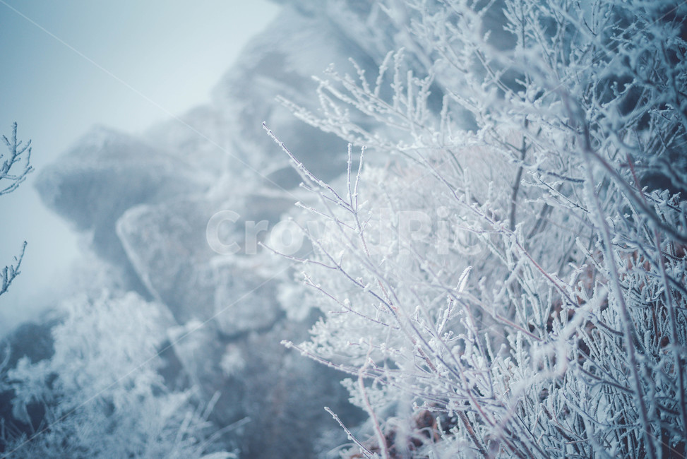 자연,얼음,눈,snow,겨울,겨울,계절,winter,season