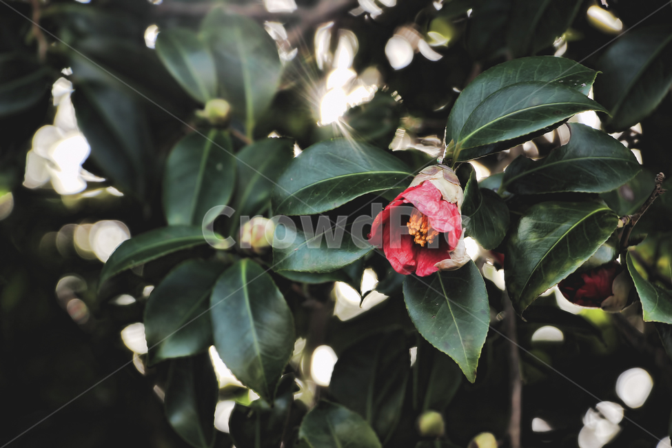 꽃,감성사진,감성,색감,배경화면,식물,자연,plants,nature,꽃,flower,감성,sensible,feeling