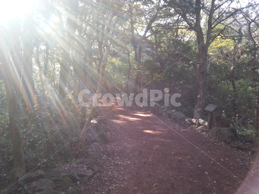 길,통로,햇빛,빛,road,path,sunlight,light