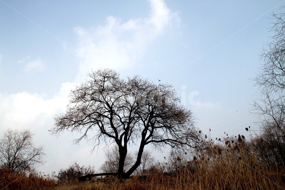 한강,스모그,하늘,서울,사진,겨울,계절,winter,season,식물,자연,plants,nature,나무,trees,wood