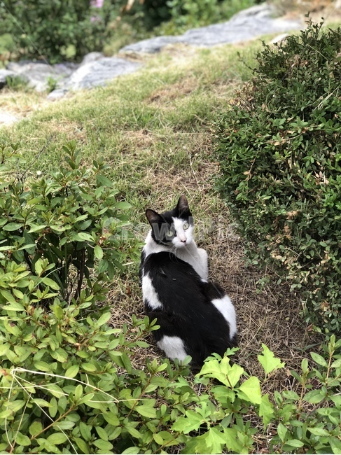 고양이,길고양이,길묘,동물,cat,straycat,길냥이,풀,식물,길