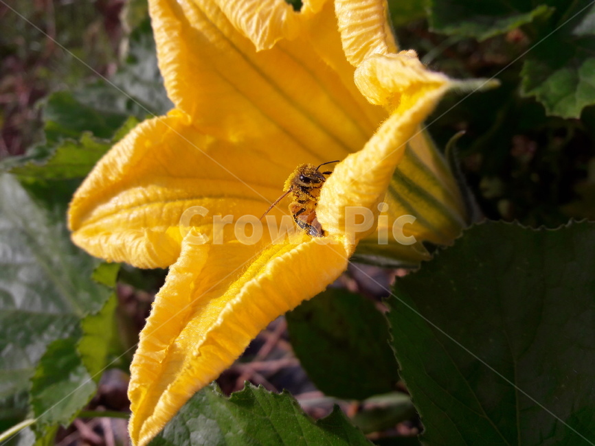 호박꽃,pumpkin flower,꿀벌,honeybee,채소,덩굴식물,곤충,insect,벌,bee,식물,자연,plants,nature,꽃,flower