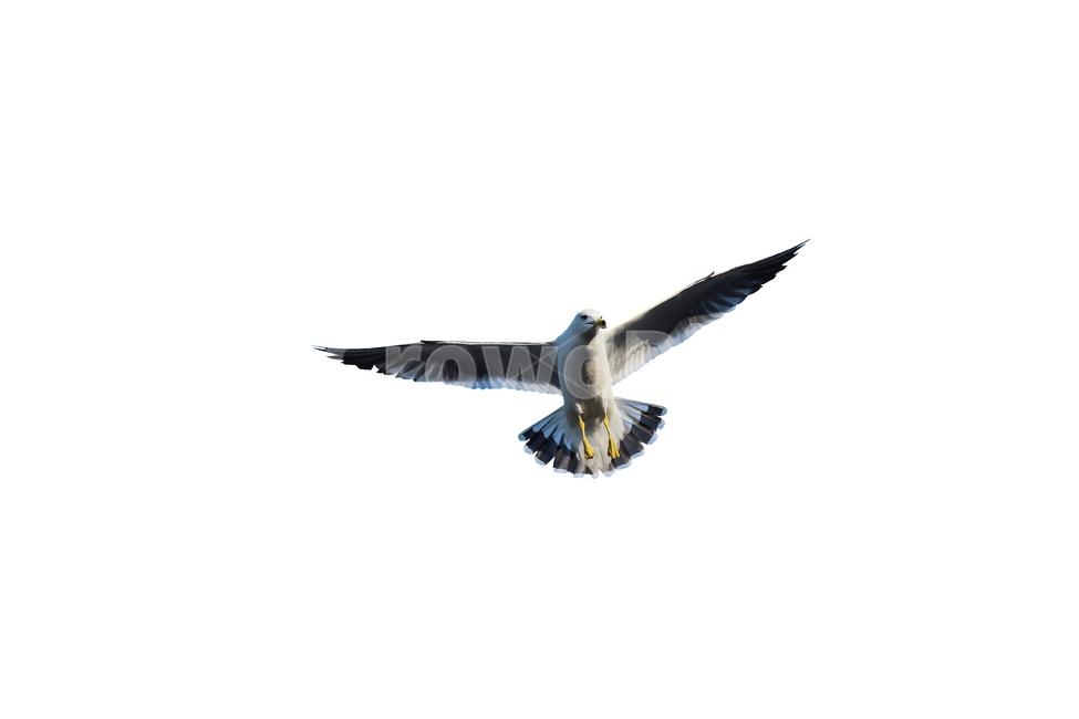 갈매기,새,조류,날개,바다,누끼,바닷가,자연,하늘,부리,seagull,bird,풍경,naturelandscape,sea,동물,animal,birds,감성sensible,feeling,outdoors,옥외,transportation,동물,animal,조류,새,birds,누끼,remove background