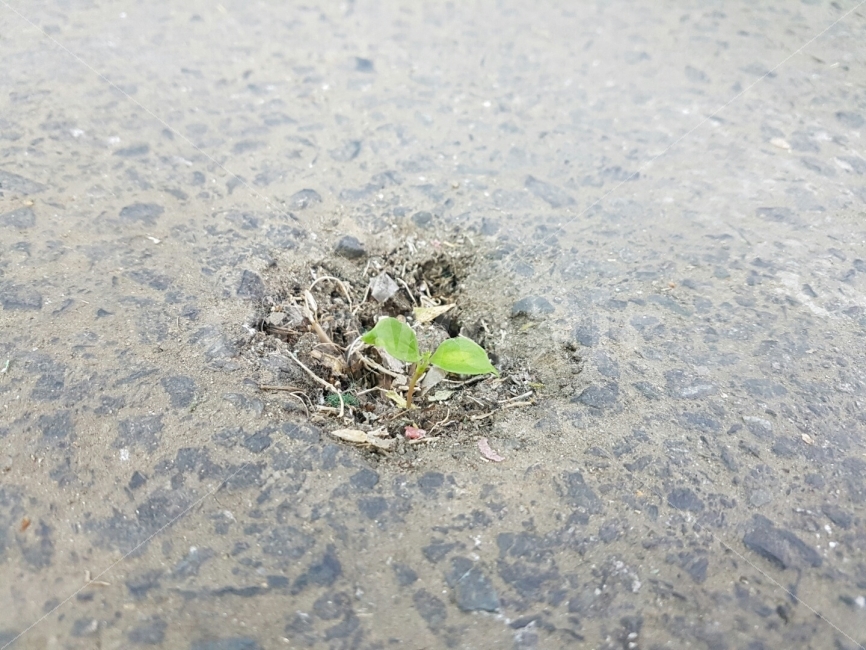 희망,노력,새싹,땅,생명,식물,자연,plants,nature