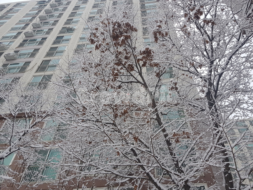 눈꽃,눈,아파트,풍경,감성,겨울,계절,winter,season,식물,자연,plants,nature,나무,trees,wood